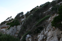 Olea europaea europaea