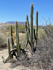 Lophocereus schottii