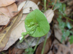 Claytonia perfoliata