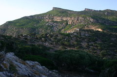 Olea europaea europaea