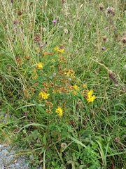 Hypericum tetrapterum