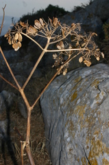 Ferula