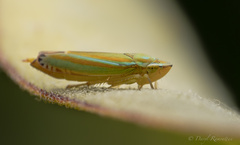 Graphocephala versuta