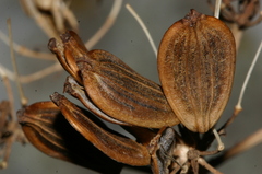 Ferula