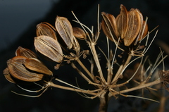 Ferula