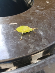 Pterophylla camellifolia