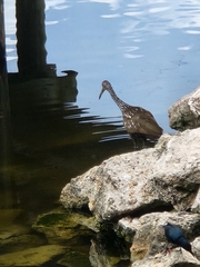 Aramus guarauna