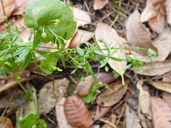 Galium aparine