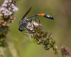 Ammophila procera