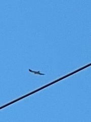 Elanoides forficatus