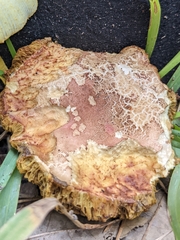 Xerocomellus dryophilus