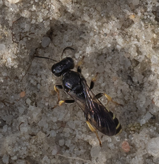 Ectemnius cephalotes