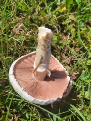 Agaricus