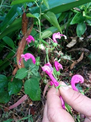 Centropogon urubambae