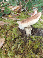 Tricholoma caligatum