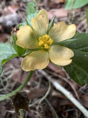 Malvastrum coromandelianum