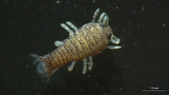 Cymothooidea