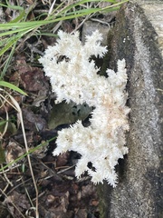 Hericium