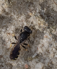Ectemnius cephalotes