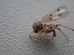 Anomalomyia guttata