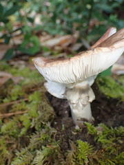 Tricholoma caligatum