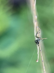 Leucauge argyra