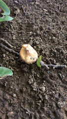 Pseudosperma sororium