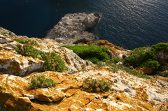 Iberis semperflorens