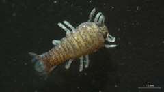 Cymothooidea