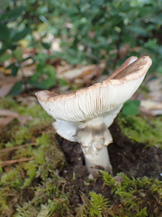 Tricholoma caligatum