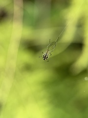 Leucauge argyra