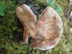 Tricholoma caligatum