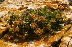 Iberis semperflorens