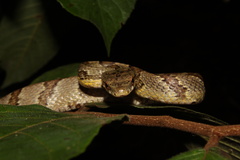 Phrynonax poecilonotus