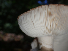Tricholoma caligatum