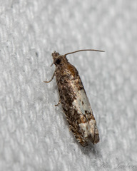 Eucosma parmatana