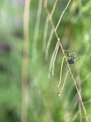 Leucauge argyra