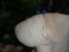 Tricholoma caligatum