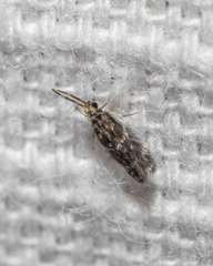 Hydroptilidae
