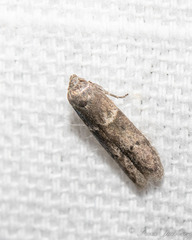 Blastobasis glandulella