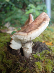 Tricholoma caligatum