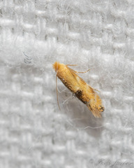 Bucculatrix coronatella