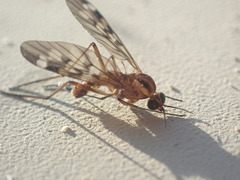Sylvicola