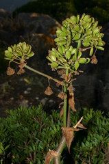 Ferula