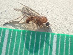 Sylvicola