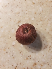 Amphibolips quercusjuglans