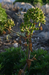 Ferula
