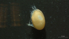 Ostracoda
