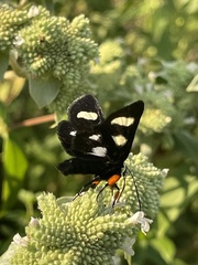 Alypia octomaculata