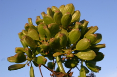Ferula
